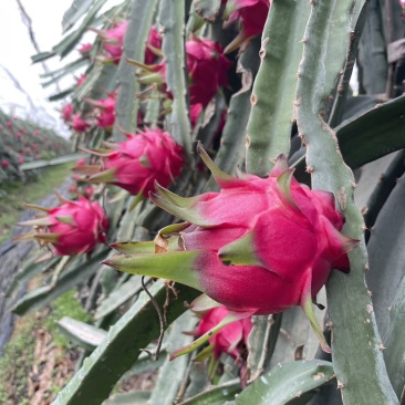 【热卖】年节礼盒果，精品一手货源，欢迎深度合作