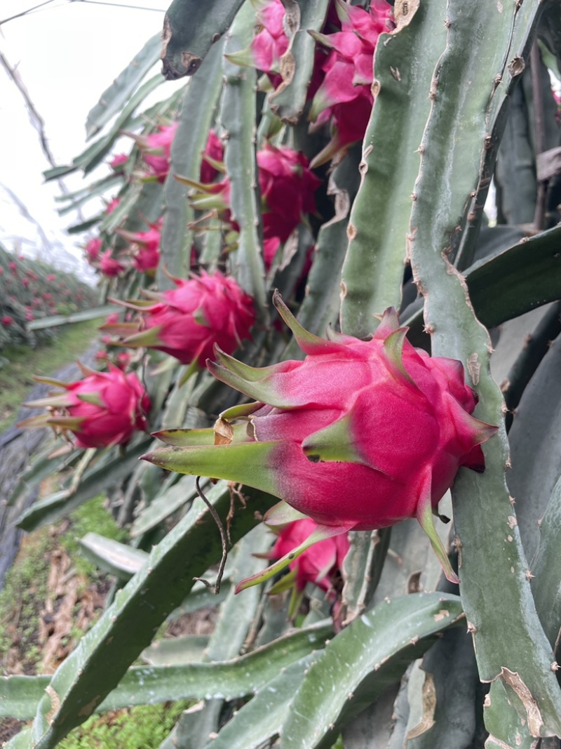 【热卖】年节礼盒果，精品一手货源，欢迎深度合作