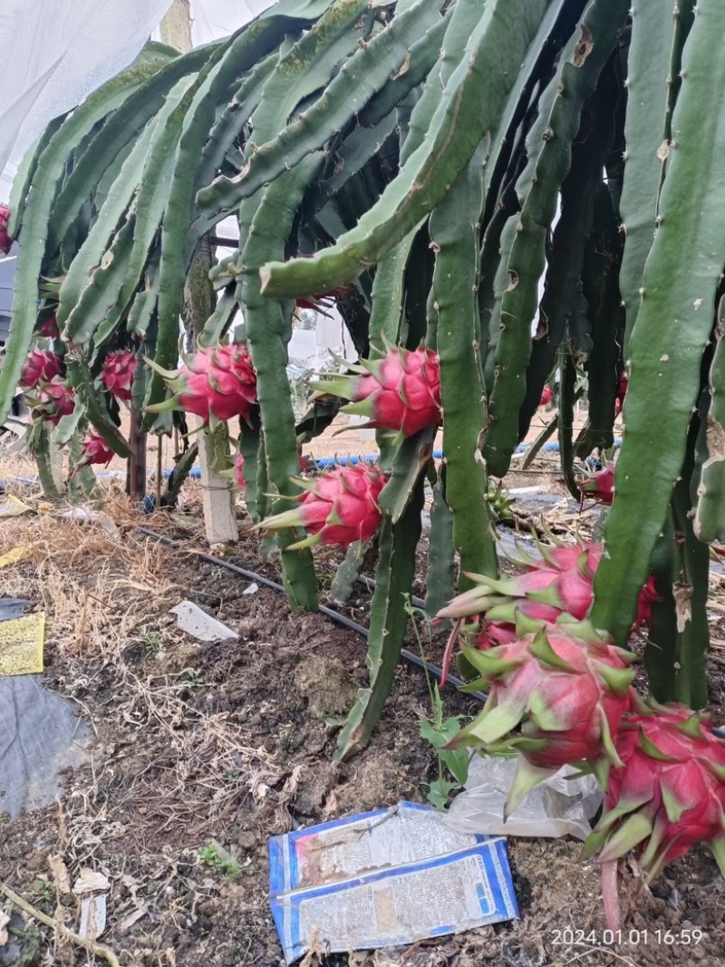 【热卖】年节礼盒果，精品一手货源，欢迎深度合作