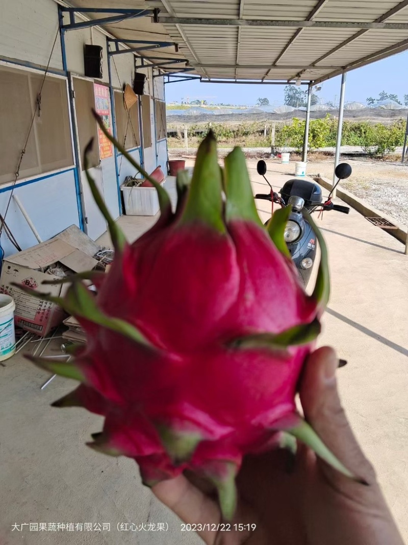 【热卖】年节礼盒果，精品一手货源，欢迎深度合作