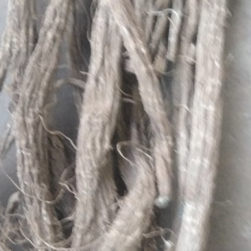 一年生续断大量有货