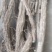 一年生续断大量有货