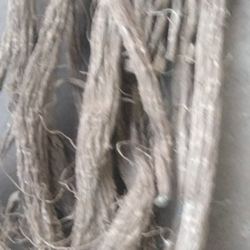 一年生续断大量有货