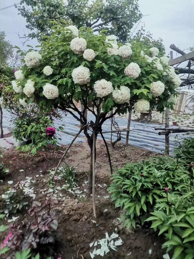 牡丹