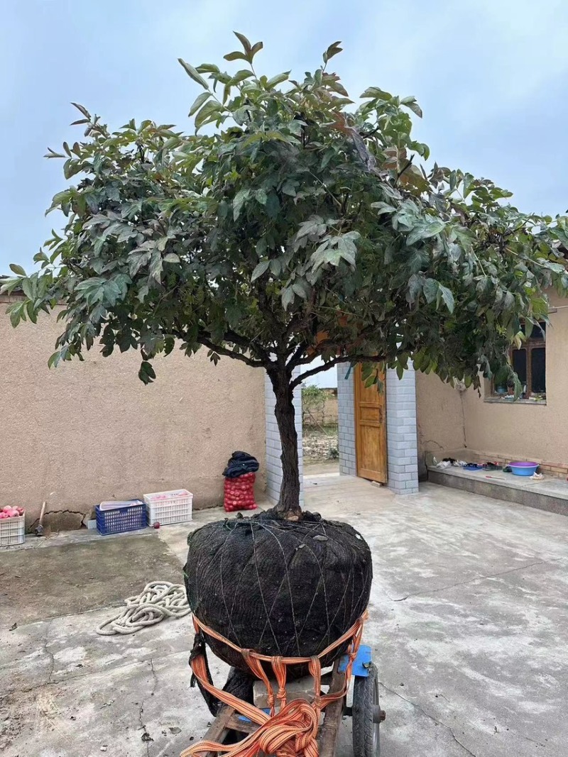 牡丹