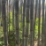 云南甘蔗货源充足产地直发货源充足欢迎各位老板订购