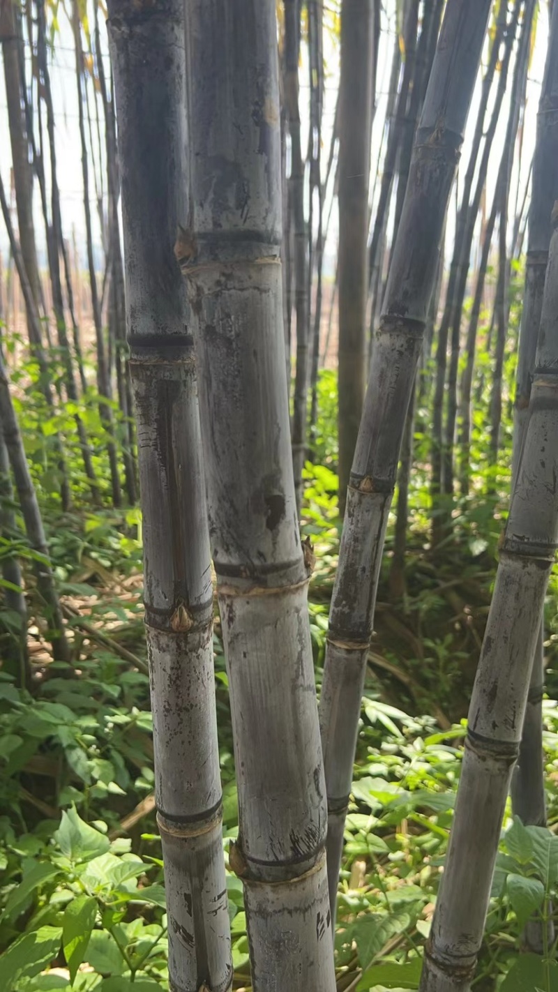 云南甘蔗货源充足产地直发货源充足欢迎各位老板订购