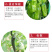 薄皮椒苗，螺丝椒苗，线椒苗，朝天椒苗，