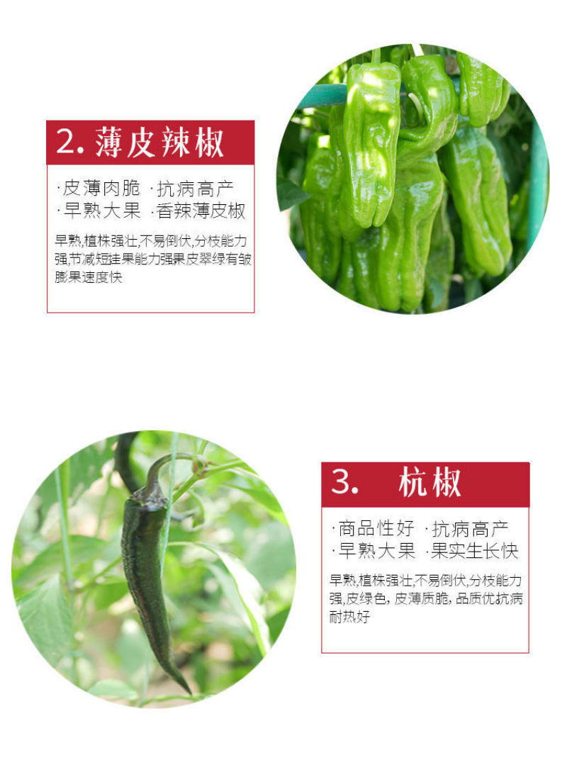 薄皮椒苗，螺丝椒苗，线椒苗，朝天椒苗，