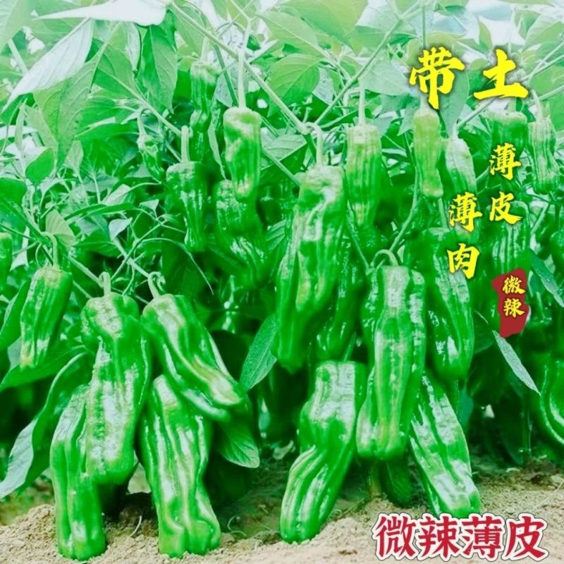 薄皮椒苗，螺丝椒苗，线椒苗，朝天椒苗，