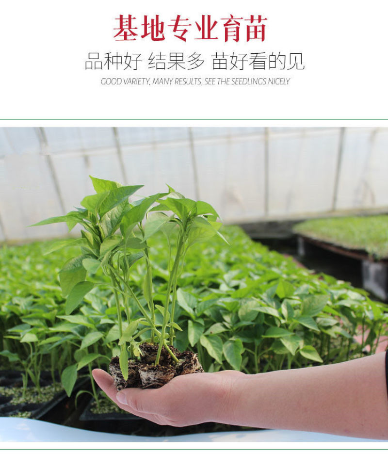 薄皮椒苗，螺丝椒苗，线椒苗，朝天椒苗，