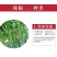 薄皮椒苗，螺丝椒苗，线椒苗，朝天椒苗，