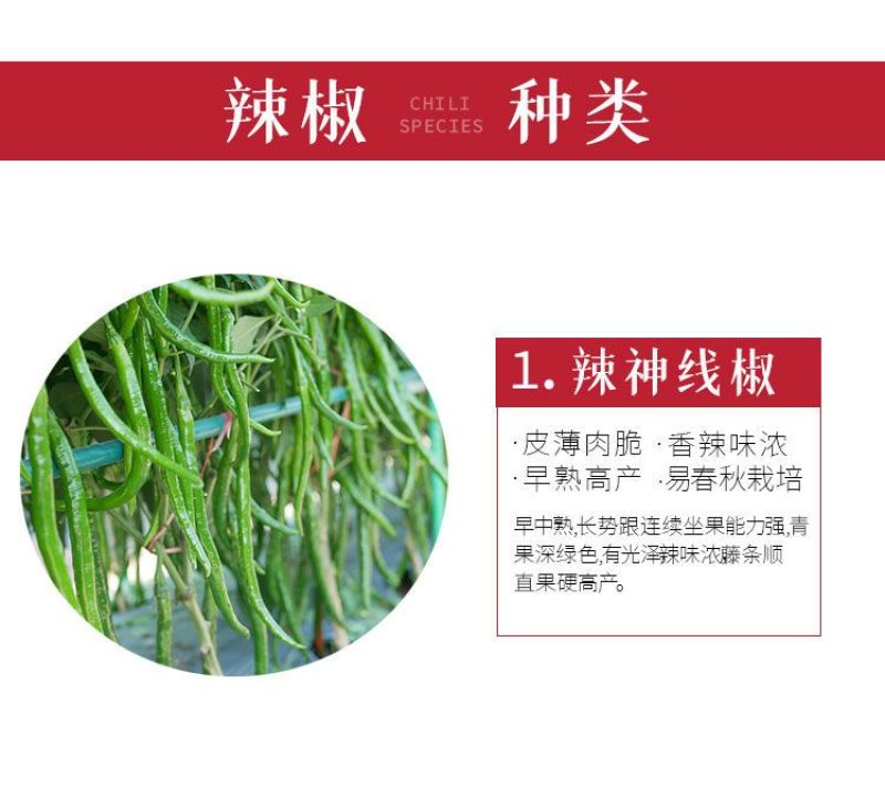 薄皮椒苗，螺丝椒苗，线椒苗，朝天椒苗，
