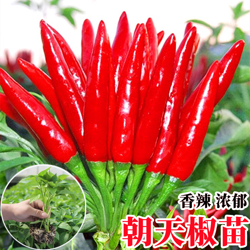 薄皮椒苗，螺丝椒苗，线椒苗，朝天椒苗，