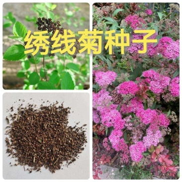 绣线菊种子珍珠梅马尿骚花四季易播种多年生耐热耐寒花镜草本