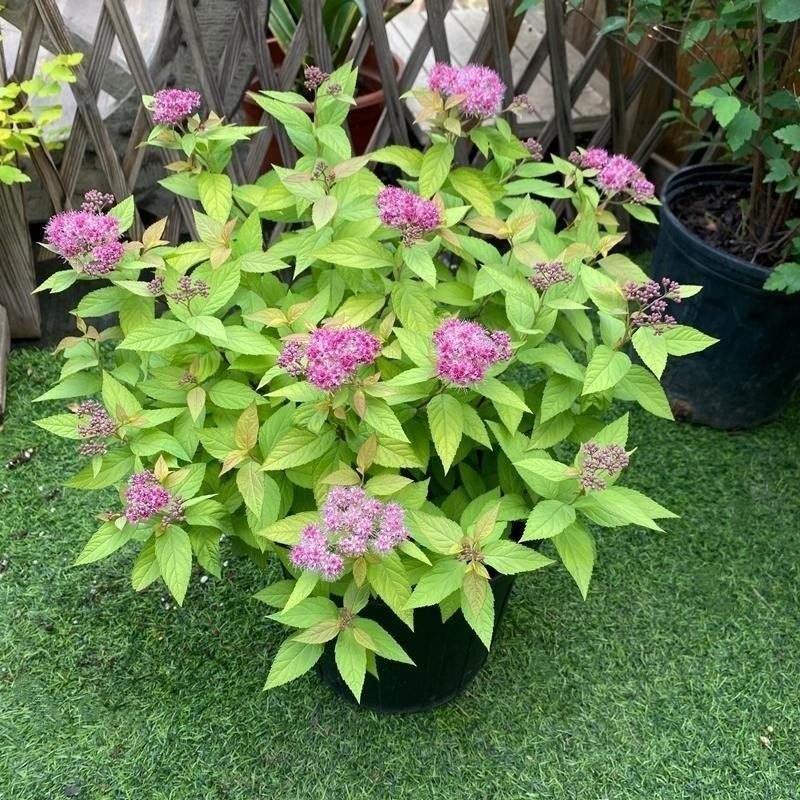 绣线菊种子珍珠梅马尿骚花四季易播种多年生耐热耐寒花镜草本