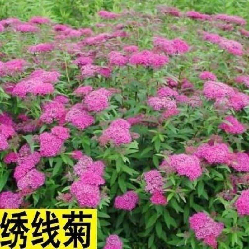 绣线菊种子珍珠梅马尿骚花四季易播种多年生耐热耐寒花镜草本