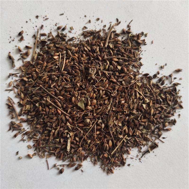 绣线菊种子珍珠梅马尿骚花四季易播种多年生耐热耐寒花镜草本