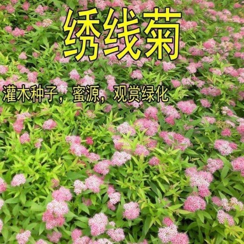 绣线菊种子珍珠梅马尿骚花四季易播种多年生耐热耐寒花镜草本