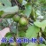 林木种子新采优质油桐种子油桐树种子桐油树种子桐子树光桐木