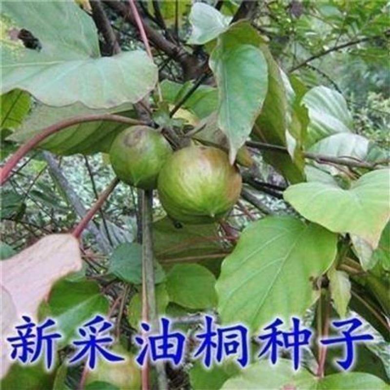 林木种子新采优质油桐种子油桐树种子桐油树种子桐子树光桐木