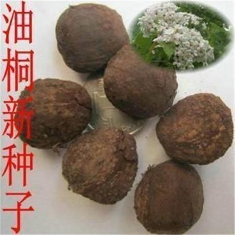 林木种子新采优质油桐种子油桐树种子桐油树种子桐子树光桐木