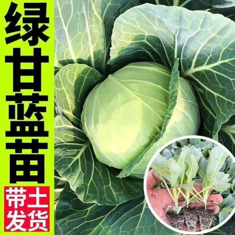 甘蓝苗绿甘蓝苗牛心甘蓝苗紫甘蓝苗耐寒带土发货