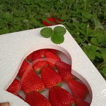 顺平99草莓