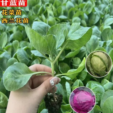 甘蓝苗绿甘蓝苗牛心甘蓝苗紫甘蓝苗耐寒带土发货