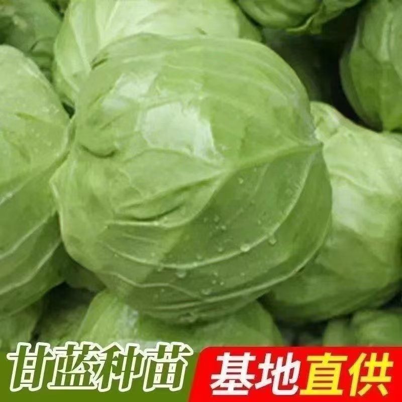 甘蓝苗绿甘蓝苗牛心甘蓝苗紫甘蓝苗耐寒带土发货
