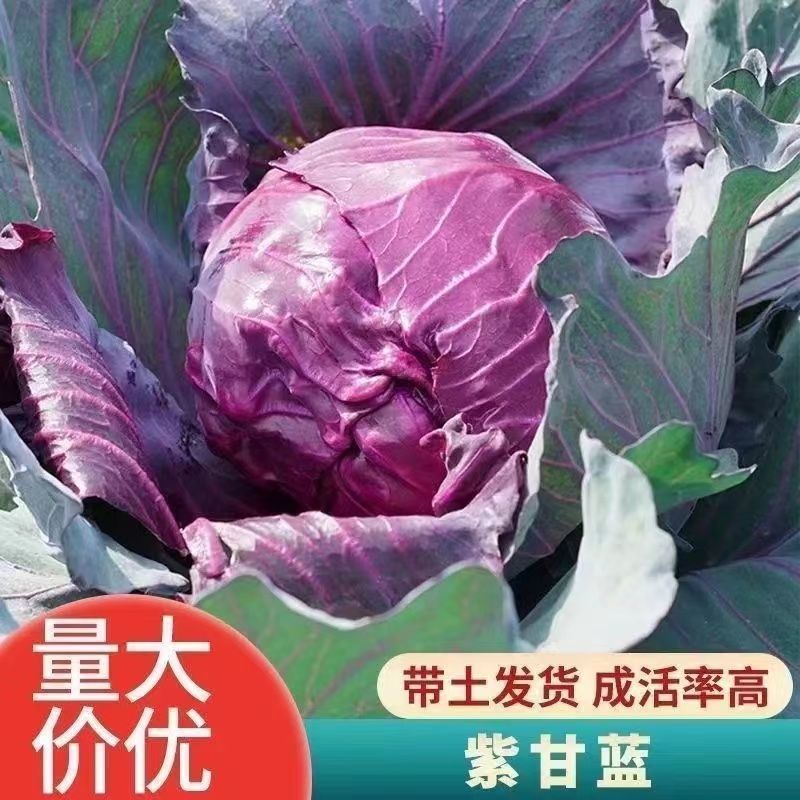 甘蓝苗绿甘蓝苗牛心甘蓝苗紫甘蓝苗耐寒带土发货