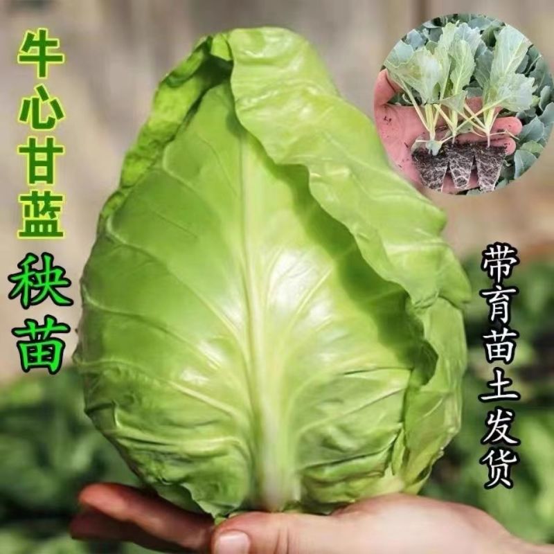 甘蓝苗绿甘蓝苗牛心甘蓝苗紫甘蓝苗耐寒带土发货