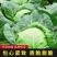 甘蓝苗绿甘蓝苗牛心甘蓝苗紫甘蓝苗耐寒带土发货