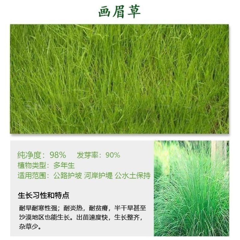 草坪种子弯叶画眉草种子护坡草坪耐寒耐旱性很强耐炎热种籽庭