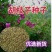 胡枝子绿化种子工程护坡多年生四季易活绿化固土草籽耐贫瘠耐