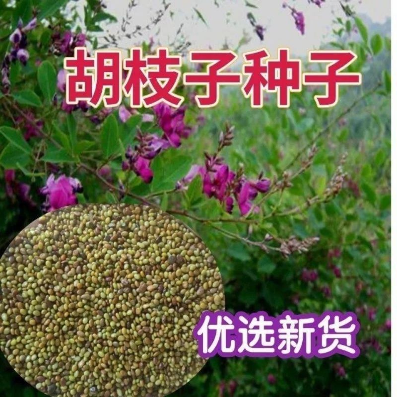 胡枝子绿化种子工程护坡多年生四季易活绿化固土草籽耐贫瘠耐