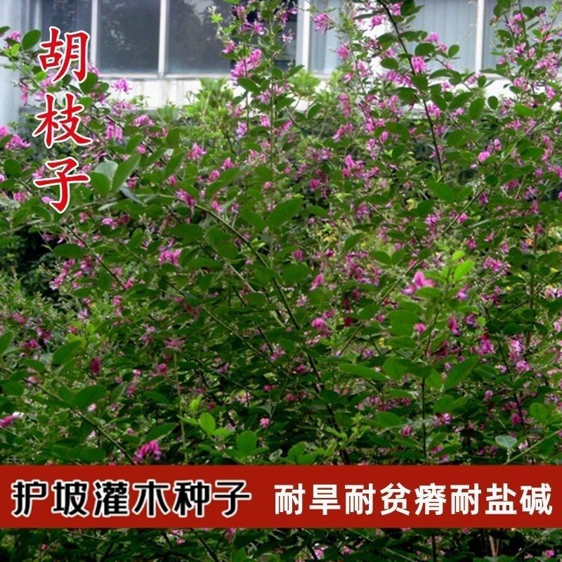 胡枝子绿化种子工程护坡多年生四季易活绿化固土草籽耐贫瘠耐