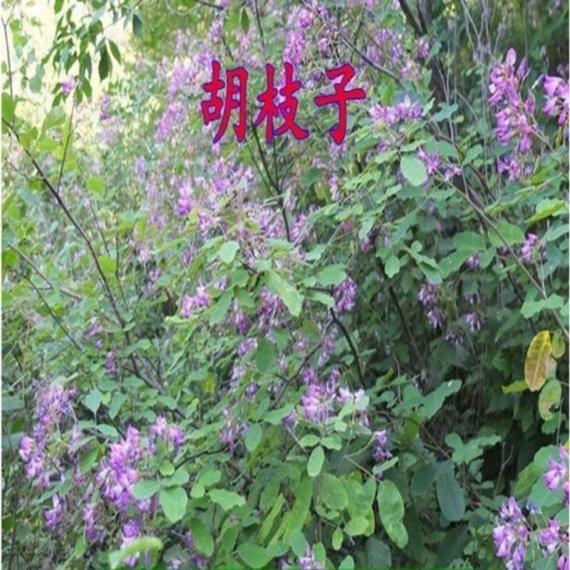 胡枝子绿化种子工程护坡多年生四季易活绿化固土草籽耐贫瘠耐