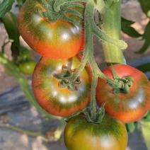 草莓西红柿，戴安娜西红柿，口感西红柿，产地直发