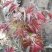 新采香椿种子红油香椿种子香椿芽树苗芽苗菜椿芽种水培