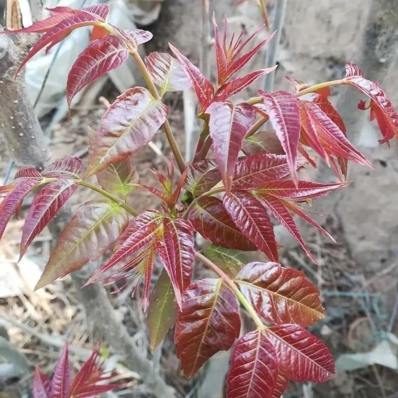 新采香椿种子红油香椿种子香椿芽树苗芽苗菜椿芽种水培