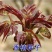 新采香椿种子红油香椿种子香椿芽树苗芽苗菜椿芽种水培