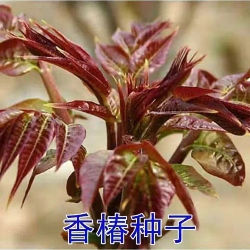 新采香椿种子红油香椿种子香椿芽树苗芽苗菜椿芽种水培