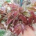 新采香椿种子红油香椿种子香椿芽树苗芽苗菜椿芽种水培