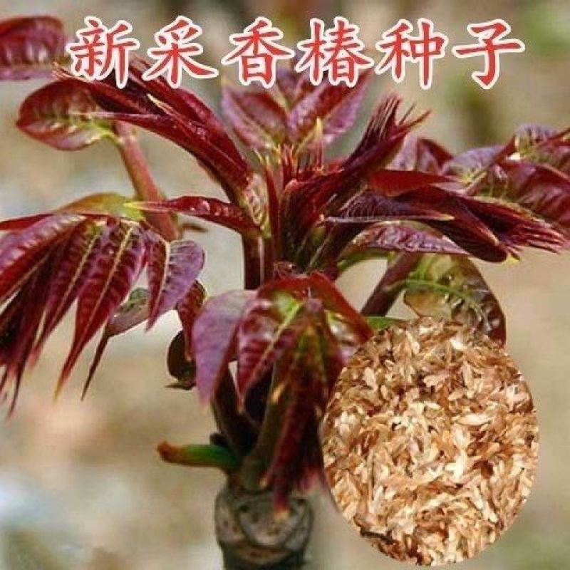 新采香椿种子红油香椿种子香椿芽树苗芽苗菜椿芽种水培