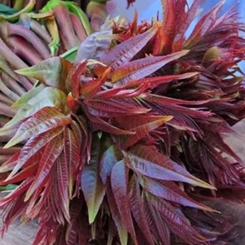 新采香椿种子红油香椿种子香椿芽树苗芽苗菜椿芽种水培