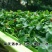 新采香椿种子红油香椿种子香椿芽树苗芽苗菜椿芽种水培