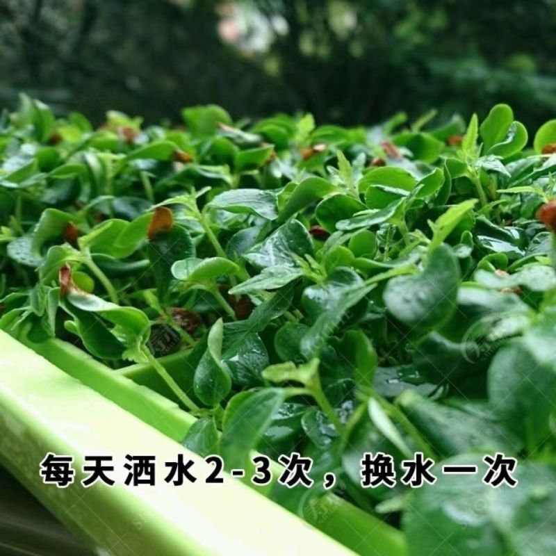 新采香椿种子红油香椿种子香椿芽树苗芽苗菜椿芽种水培