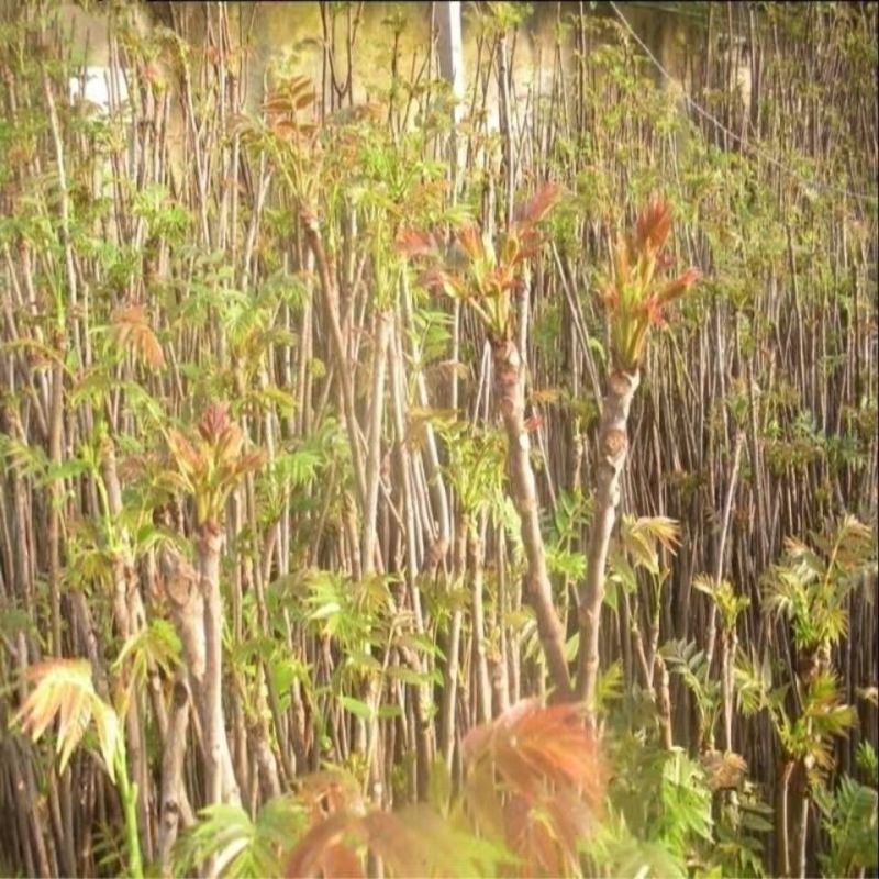 新采香椿种子红油香椿种子香椿芽树苗芽苗菜椿芽种水培