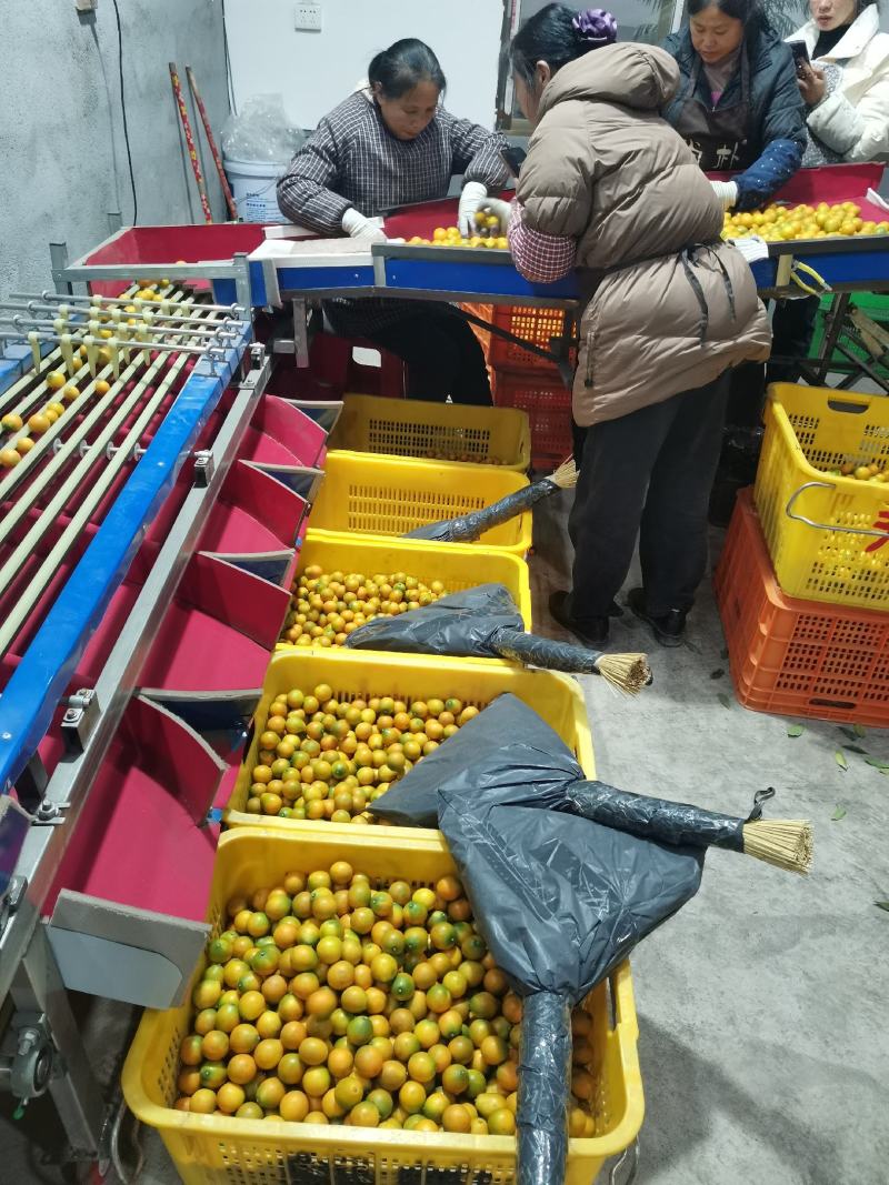 正宗广西融安蜜金桔苗